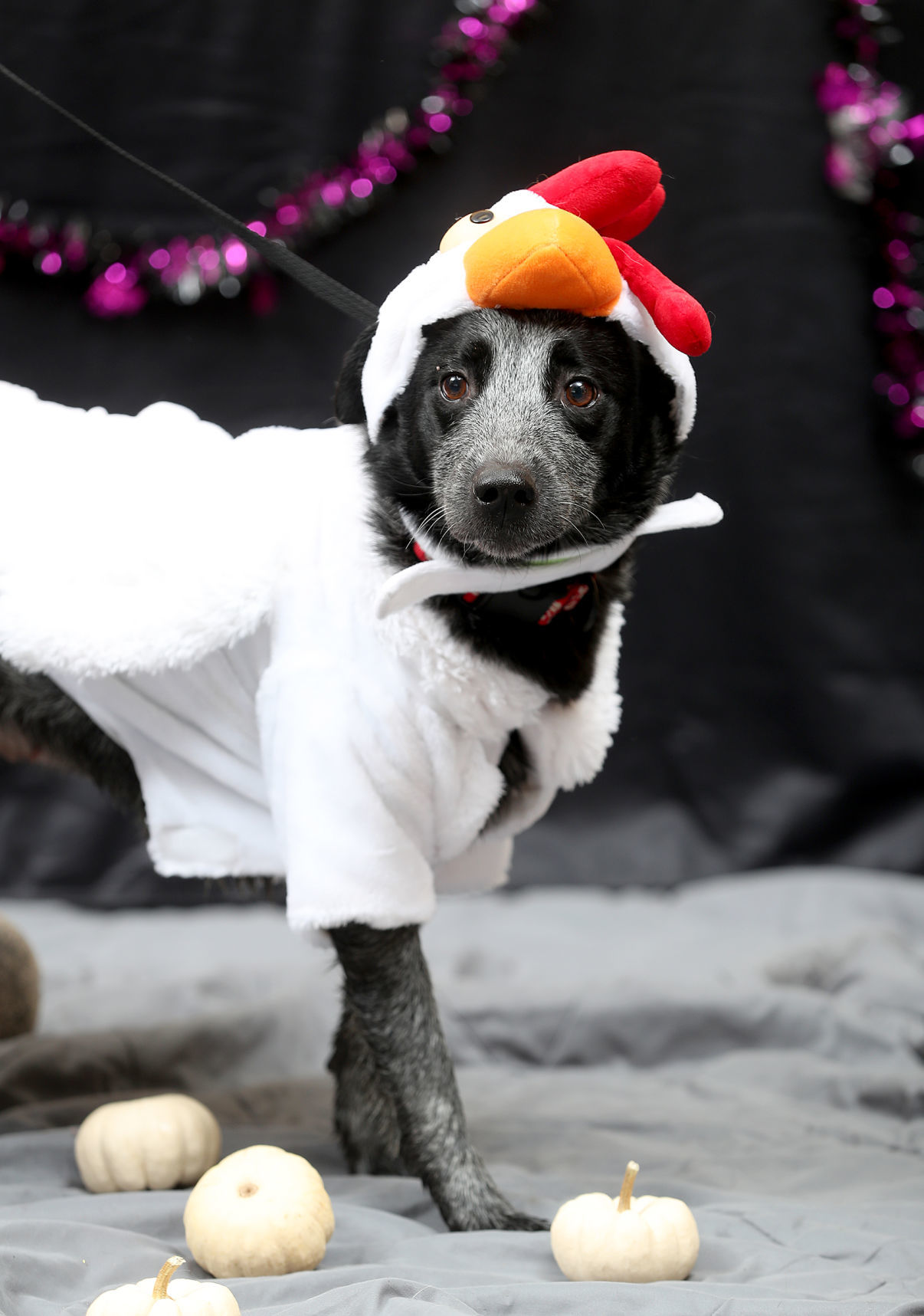 102119bp-dogs-of-halloween-06